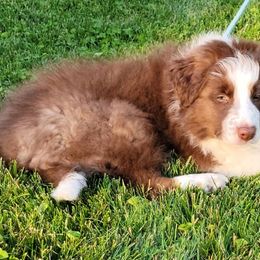 Border Collies from bellons borders