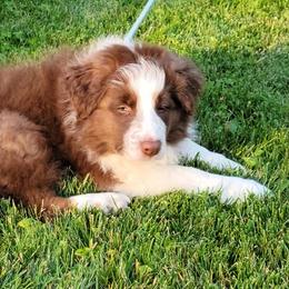 Border Collies from bellons borders