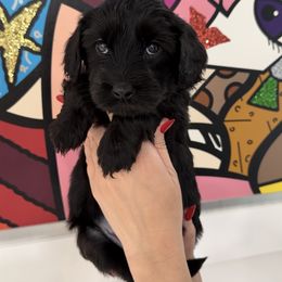 Double Doodle Puppies from Doodle lovers