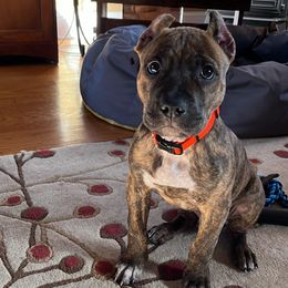 American Bully and American Pit Bull Terrier Puppies from Terminal Velocity Kennels LLC