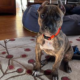 American Bully and American Pit Bull Terrier Puppies from Terminal Velocity Kennels LLC