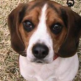 Beagles from Blackhawk Beagles
