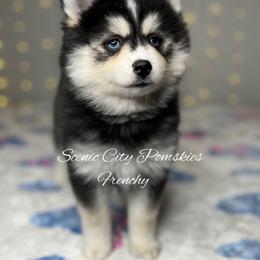 Frenchy - Black and white female Pomsky puppy in Rossville, Georgia from Scenic City Pomskies