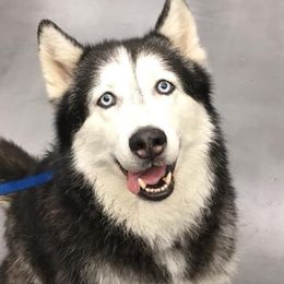 Siberian Huskies from Fire and Ice Arctic Kennel