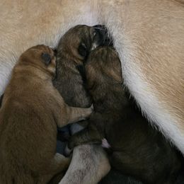 Tbd - Red male Shiba Inu puppy in Marianna, Florida from Diwasou