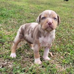 Female 7 - Red merle female Catahoula Leopard Dog puppy in Gadsden, Alabama from Rich Cat’s