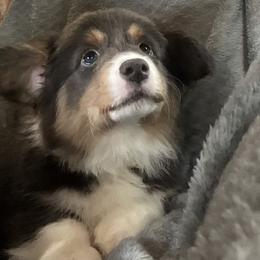 Puppy 9 - Black and tan female Pembroke Welsh Corgi puppy in Port Republic, Maryland from Bestfurends