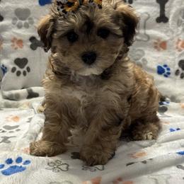 Sable - Brown female Maltipoo puppy in Lancaster, Kentucky from Dream Paws Puppies, LLC