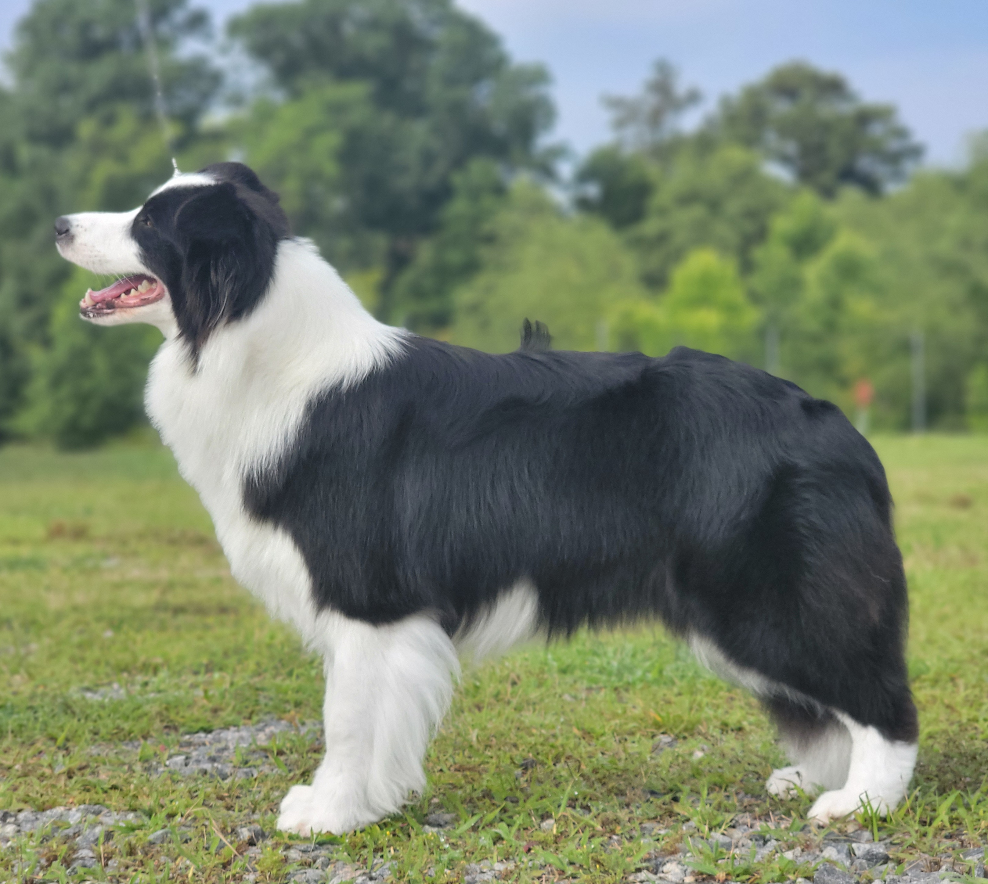 Border Collie All Grown Up from Coylety Kennel