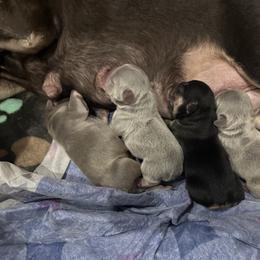 Lilac boy A - Blue male French Bulldog puppy in Piedmont, Oklahoma from 5A Frenchies