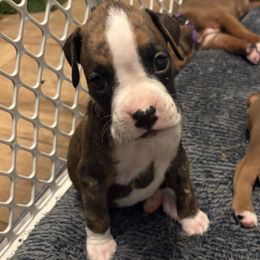 Kaid - Brindle male Boxer puppy in Ocala, Florida from Bowers Boxers