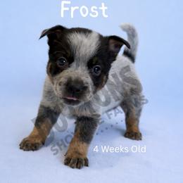 Frost - Blue mottled male Australian Cattle Dog puppy in Oronogo, Missouri from Dutton's Show Me Farms