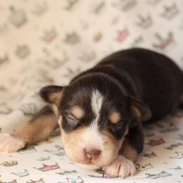 Duchess Coco Chanel - Liver female Miniature Schnauzer puppy in Lynchburg, Tennessee from ROYAL PUPS - THRONEBERRY FAMILY FARMS