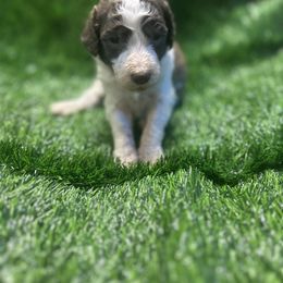 George Strait - Brown and white male Sheepadoodle puppy in Franklin, Texas from Cross Doodles