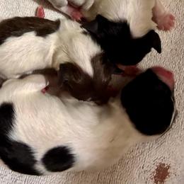 Boy 2 black and white - White and black male Papillon puppy in Frostproof, Florida from Sequence Papillon