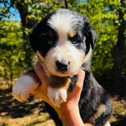 Riley - Black tri-color male Australian Shepherd puppy in Mckenzie, Tennessee from Whispering Iris Aussies