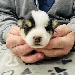 Walley - Black and tan male Pembroke Welsh Corgi puppy in Manchester, Kentucky from Riverside Corgis