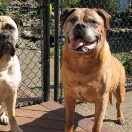 Bullmastiffs from Showdown Kennels