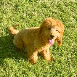 Flounder - Red  male Goldendoodle puppy in Bells, Texas from Partridge Doodles and Poodles