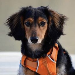 Dachshunds from BeZe Weenies