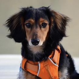 Dachshunds from BeZe Weenies