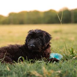 Moon - Black phantom female Aussiedoodle puppy in Yantis, Texas from Marie Mini Aussies