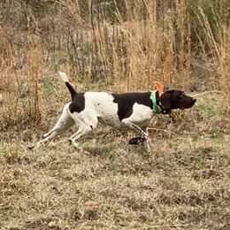 Vonnie - German Shorthaired Pointer