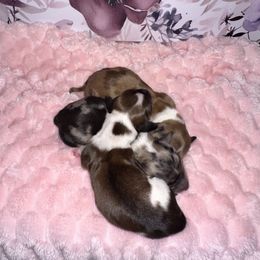 Dachshund Puppies from Honey B’s Doxies