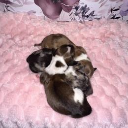 Dachshund Puppies from Honey B’s Doxies