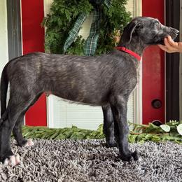 Irish Wolfhound and Scottish Deerhound Puppies from Hound Ridge