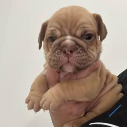 Girl 4 - Fawn and white female Bulldog puppy in Rome, Georgia from English Bulldogs of the Seven Hills