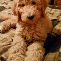 Bernedoodle, Goldendoodle, and Poodle Puppies from Wagging Tailz