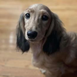 Graham - Dachshund