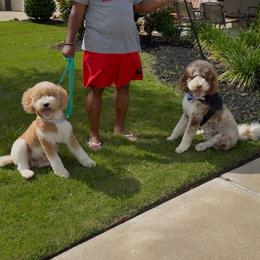 Bernedoodle puppies from Harper’s Heartbeats