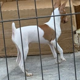 Toy Fox Terrier Puppies from Ultra Quest Show Dogs