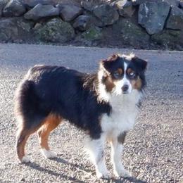 Belle - Australian Shepherd