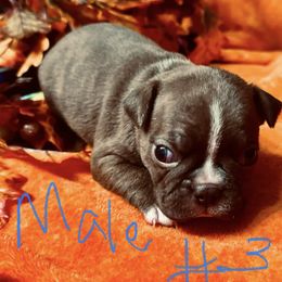 Boy 3 - Seal brindle and white Boston Terrier puppy in Benton, Arkansas from Kimbo’s Bostons