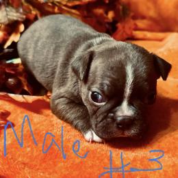 Boy 3 - Seal brindle and white Boston Terrier puppy in Benton, Arkansas from Kimbo’s Bostons