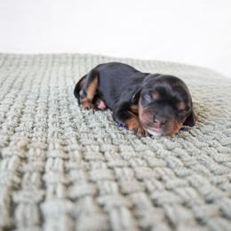 Purple Girl - Black and tan female Cavalier King Charles Spaniel puppy in Nampa, Idaho from Heart Mountain Cavaliers & Floating Feathers Kennel