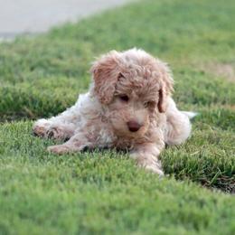 Apollo - Cream male Aussiedoodle puppy in Colonial Beach, Virginia from Bristol Mine Kennels
