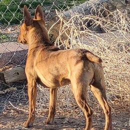 Dash - Red white and sable male Rat Terrier puppy in Apple Valley, California from Dynamite Rat Terriers