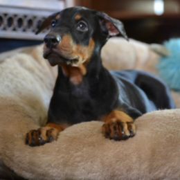Doberman Pinscher Puppies from Obsidian Kennels