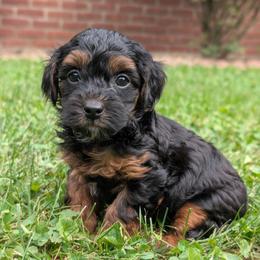 Wednesday - Black and tan male Yorkipoo puppy in Coshocton, Ohio from Forever Family Puppies