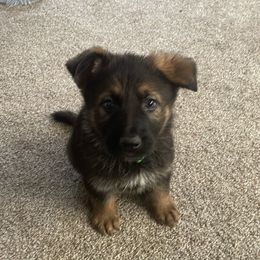 German Shepherd Puppies from Shepherds Vom BLR Haus