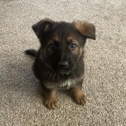 German Shepherd Puppies from Shepherds Vom BLR Haus