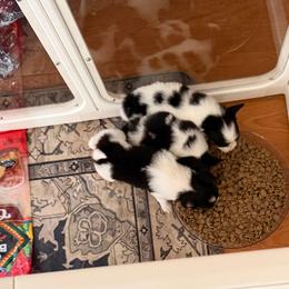 Papillon Puppies from FlutterBy
