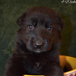 Lavender Collar - Black female German Shepherd puppy in Orlando, Florida from AceHaven Canines