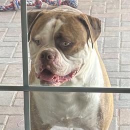 Finn - American Bulldog