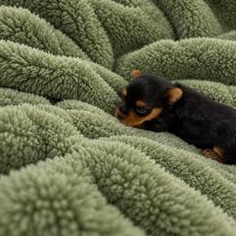Miss St. Moritz - Blue and gold female Yorkshire Terrier puppy in Queens, New York from The Dior Line