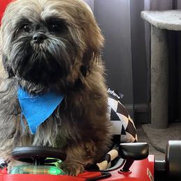 Boy 1 - Sable and white male Shih Tzu puppy in Rock, West Virginia from Willow Tree Haven Shih Tzu